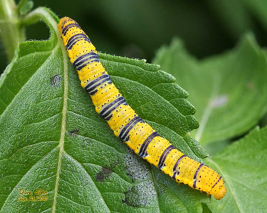 butterfliesmothscaterpillars